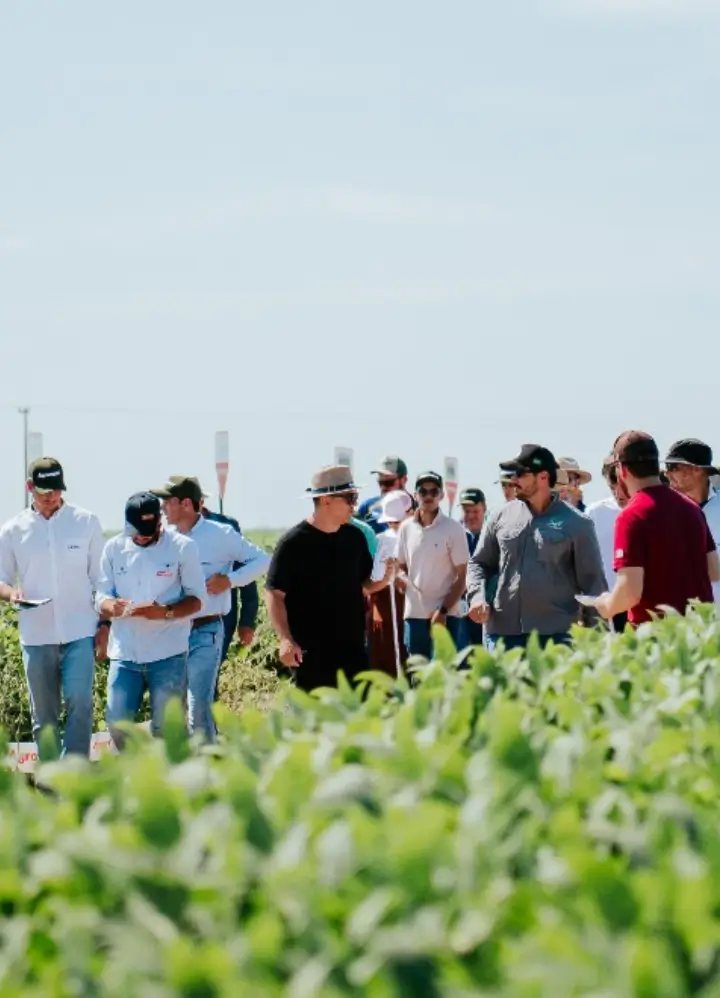 Insumos agrícolas no Mato Grosso: sementes, fertilizantes, defensivos agrícolas.